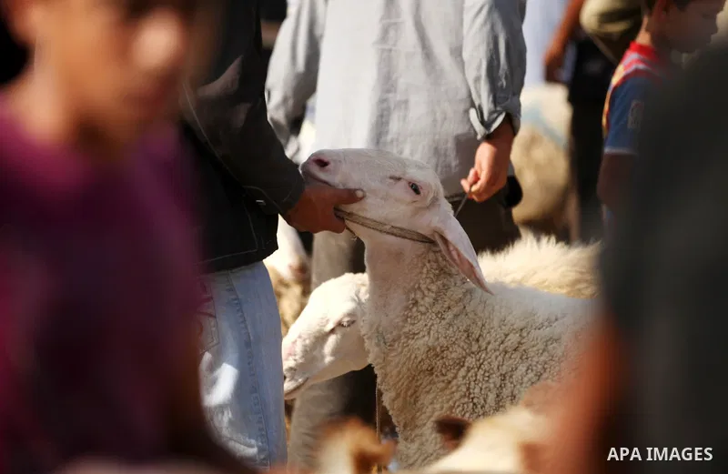 Palestinians trade goats at a local cattle market ahead of Muslim festival of Eid al-Adha, in Gaza city, on October 19, 2012. Muslims around the world prepare to celebrate Eid Al-Adha, which according to the lunar calend...