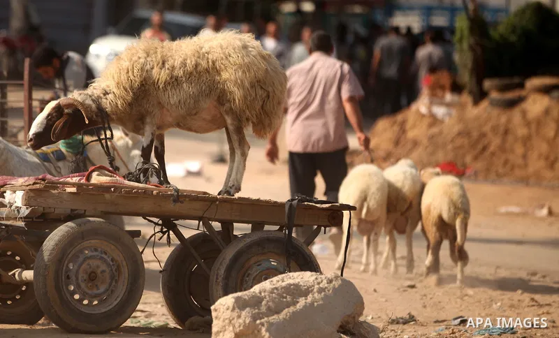Palestinians trade goats at a local cattle market ahead of Muslim festival of Eid al-Adha, in Gaza city, on October 19, 2012. Muslims around the world prepare to celebrate Eid Al-Adha, which according to the lunar calend...