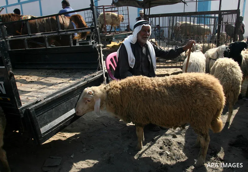Palestinians trade goats at a local cattle market ahead of Muslim festival of Eid al-Adha, in Rafah in southern Gaza city, on October 20, 2012. Muslims around the world prepare to celebrate Eid Al-Adha, which according t...