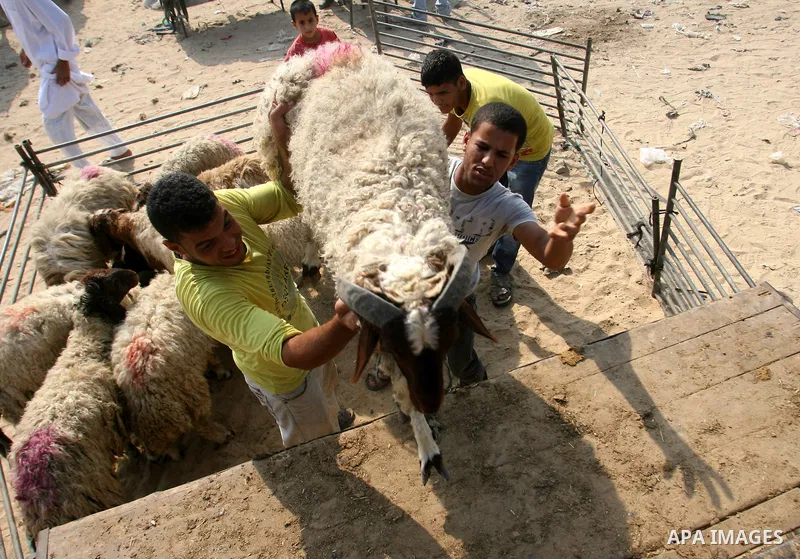 Palestinians trade goats at a local cattle market ahead of Muslim festival of Eid al-Adha, in Rafah in southern Gaza city, on October 20, 2012. Muslims around the world prepare to celebrate Eid Al-Adha, which according t...