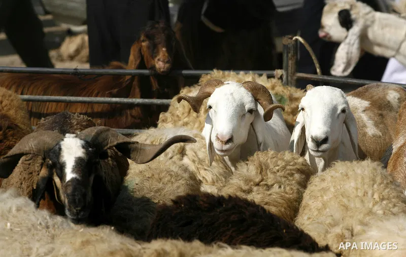 Palestinians trade goats at a local cattle market ahead of Muslim festival of Eid al-Adha, in Rafah in southern Gaza city, on October 20, 2012. Muslims around the world prepare to celebrate Eid Al-Adha, which according t...