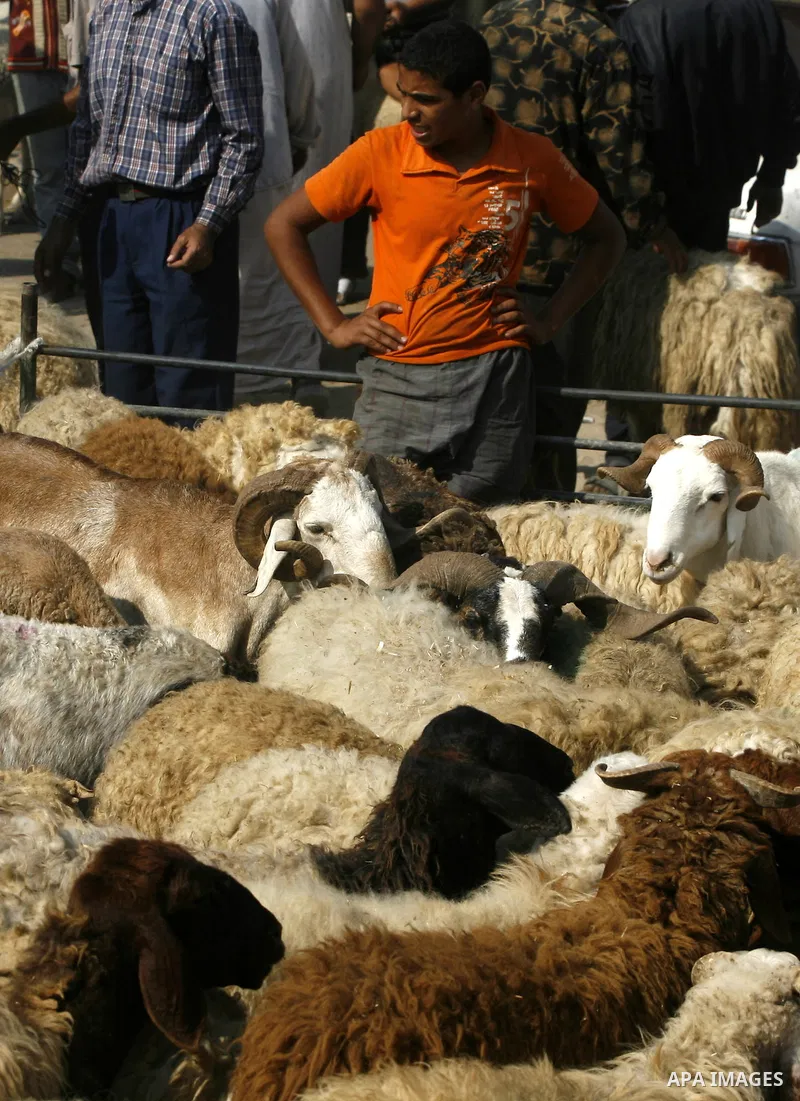 Palestinians trade goats at a local cattle market ahead of Muslim festival of Eid al-Adha, in Rafah in southern Gaza city, on October 20, 2012. Muslims around the world prepare to celebrate Eid Al-Adha, which according t...