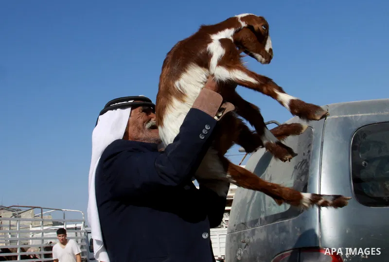 Palestinians trade goats at a local cattle market ahead of Muslim festival of Eid al-Adha, in the West Bank city of Nablus, on October 22, 2012. Muslims around the world prepare to celebrate Eid Al-Adha, which according...