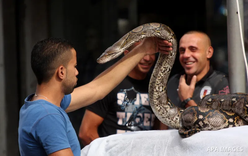 A Palestinian man holds a snake at a market ahead of Eid al-Adha, in the West Bank city of Nablus, on October 24, 2012. Muslims around the world prepare to celebrate Eid Al-Adha, which according to the lunar calendar wil...