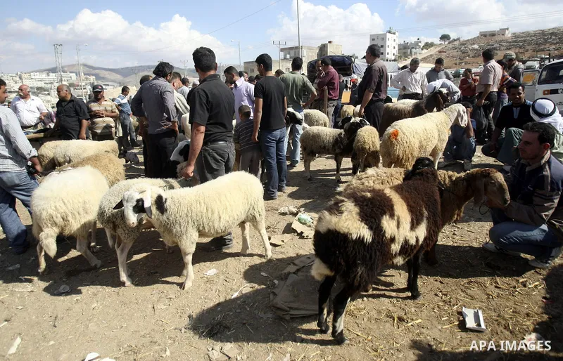 Palestinians trade goats at a local cattle market ahead of Muslim festival of Eid al-Adha, in the West Bank city of Nablus, on October 25, 2012. Muslims around the world prepare to celebrate Eid Al-Adha, which according...
