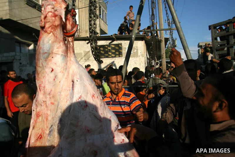 Palestinians slaughter a calf and sheep on the first day of the Muslim holiday of Eid al-Adha in Rafah in the southern Gaza Strip Oct. 26, 2012. Muslims around the world celebrate Eid al-Adha to mark the end of the haj b...