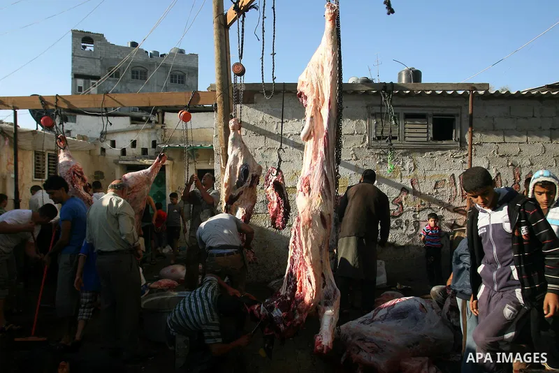 Palestinians slaughter a calf and sheep on the first day of the Muslim holiday of Eid al-Adha in Rafah in the southern Gaza Strip Oct. 26, 2012. Muslims around the world celebrate Eid al-Adha to mark the end of the haj b...