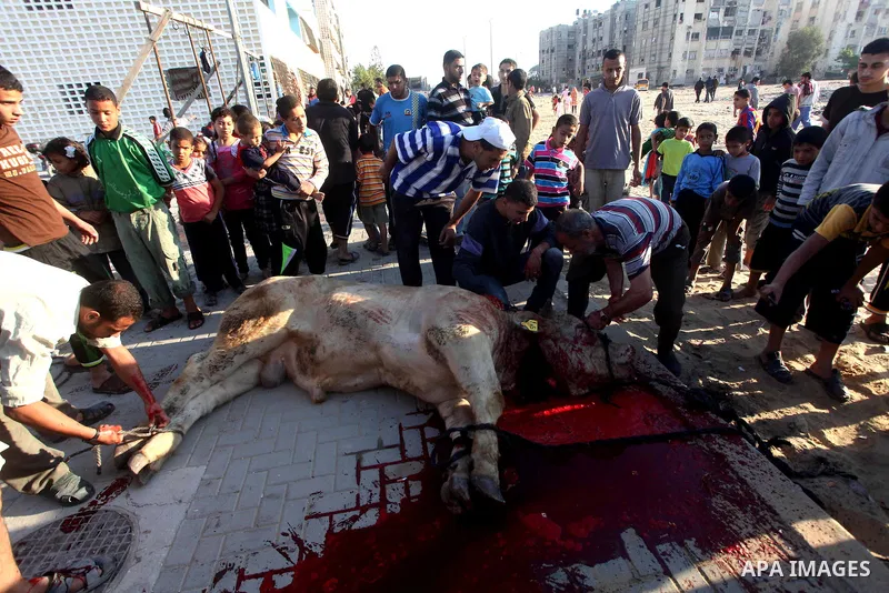 Palestinians watch as a butcher slaughters a bull on the first day of Eid al-Adha at Khan Younis in the southern Gaza Strip October 26, 2012. Muslims around the world celebrate Eid-al-Adha, marking the end of the haj, by...