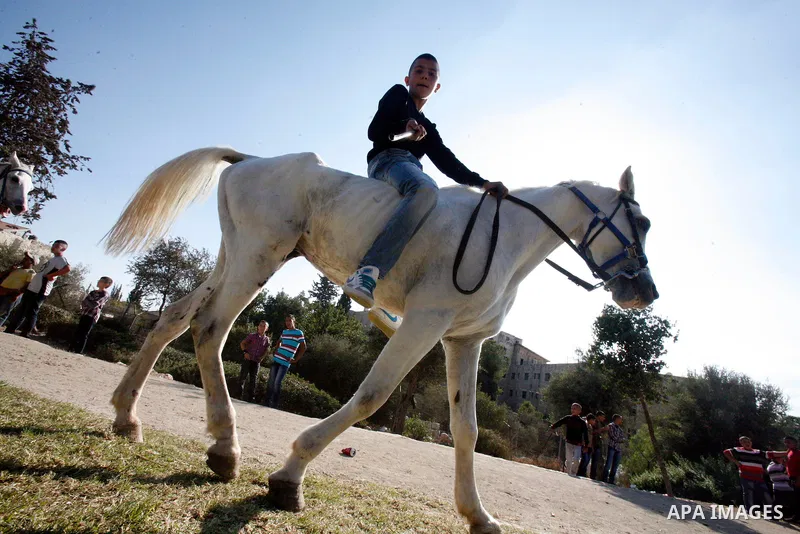 A Palestinian youth enjoys ride horses during the third day of Eid al-Adha in Jerusalem city on 28 October 2012. Eid al-Adha, or the Feast of the Sacrifice, is celebrated to commemorate the Prophet Ibrahim's (Prophet Abr...