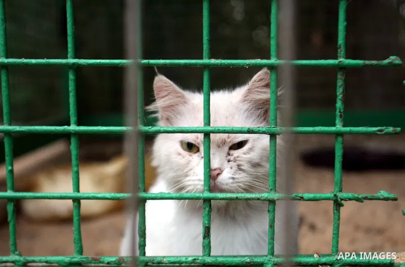 An animal is seen at a zoo in Rafah refugee camp southern the Gaza strip, Oct. 31, 2012. In the aftermath of the Israeli military Operation Cast Lead in 2008/2009, Palestinian refugees in Gaza camps need more support to...