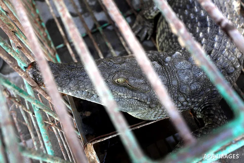 Crocodile in a cage at the police station in beit lahya northern Gaza Strip on November 6, 2012. Photo by Ashraf Amra