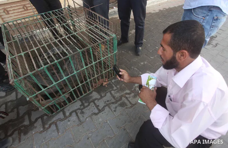 Hamas policemen look at the Crocodile in a cage at the police station in beit lahya northern Gaza Strip on November 6, 2012. Photo by Ashraf Amra