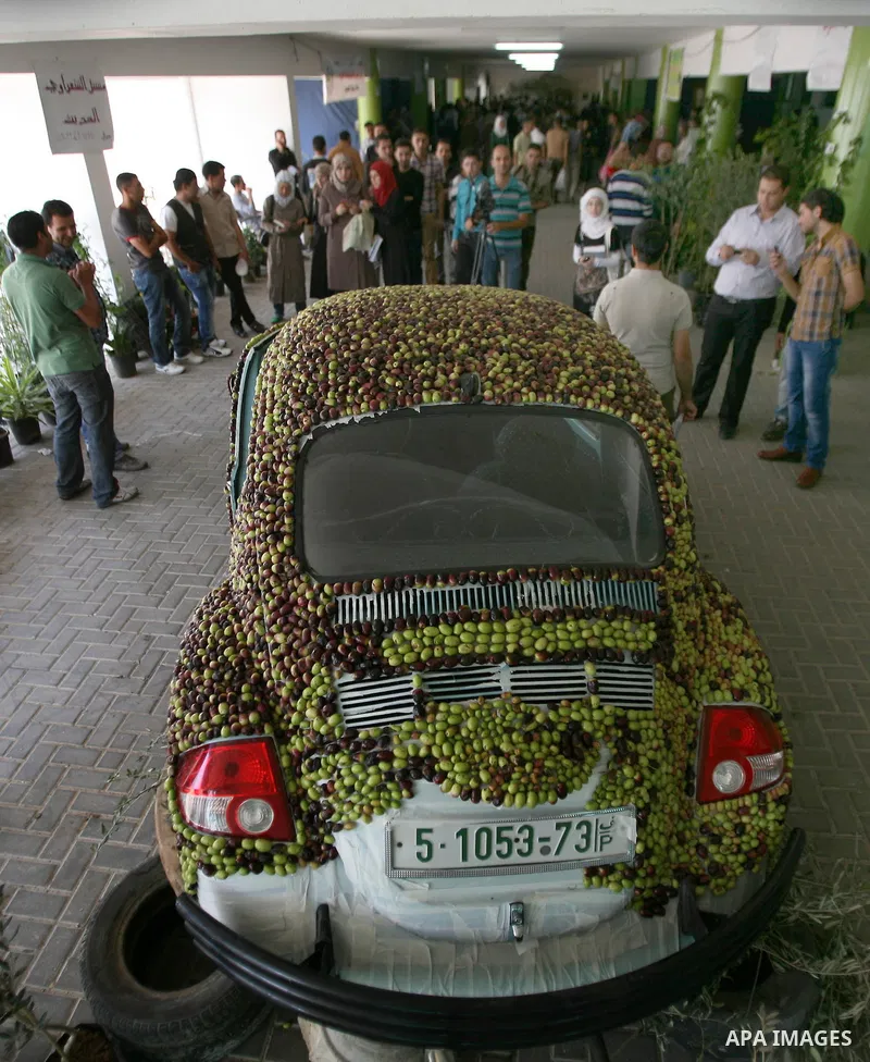 Palestinians stand near a car decorated with olive grains during the launch of the second annual Olive Festival at Al-Quds Open University in the West Bank city of Hebron on 07 November 2012. Olive oil is the backbone of...