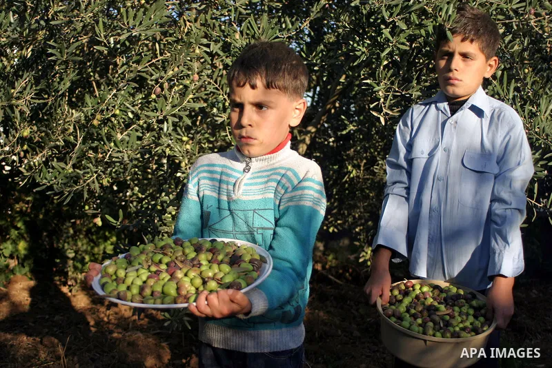 Palestinian students from Jawad school take part in harvest olives in the West Bank city of Hebron on November 15, 2012. As Palestinians have marked Nov. 15 as their Independence Day since 1988, when the Palestine Nation...