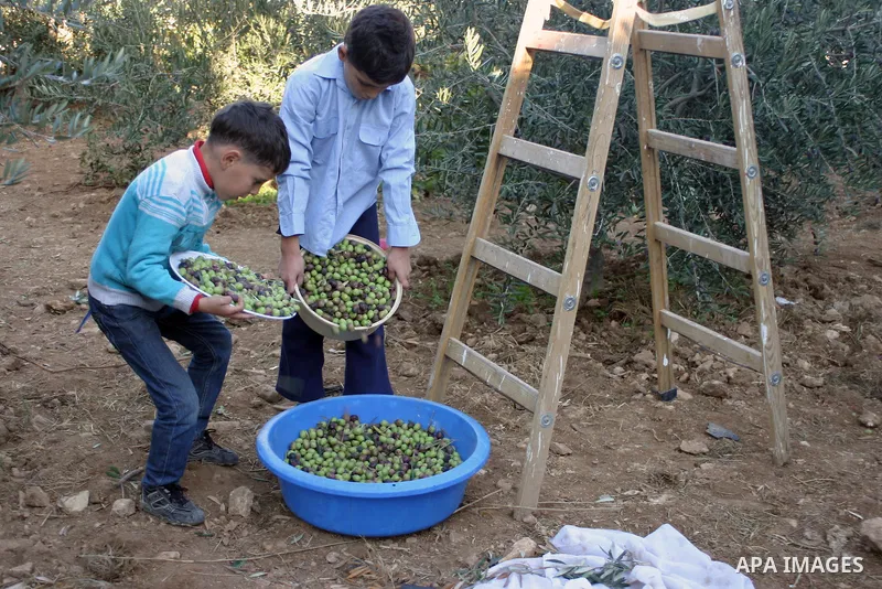 Palestinian students from Jawad school take part in harvest olives in the West Bank city of Hebron on November 15, 2012. As Palestinians have marked Nov. 15 as their Independence Day since 1988, when the Palestine Nation...