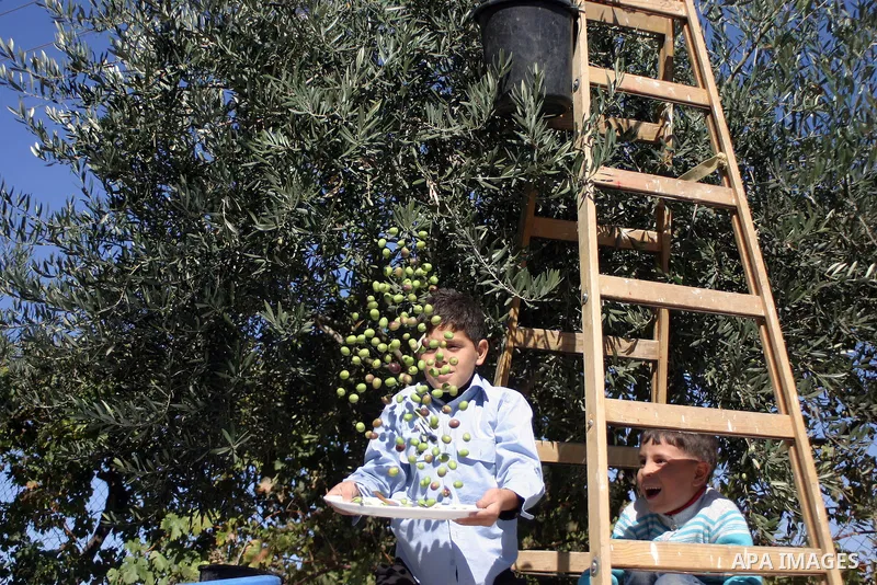 Palestinian students from Jawad school take part in harvest olives in the West Bank city of Hebron on November 15, 2012. As Palestinians have marked Nov. 15 as their Independence Day since 1988, when the Palestine Nation...