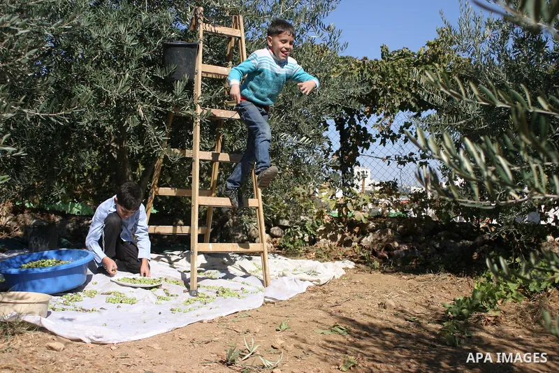 Palestinian students from Jawad school take part in harvest olives in the West Bank city of Hebron on November 15, 2012. As Palestinians have marked Nov. 15 as their Independence Day since 1988, when the Palestine Nation...
