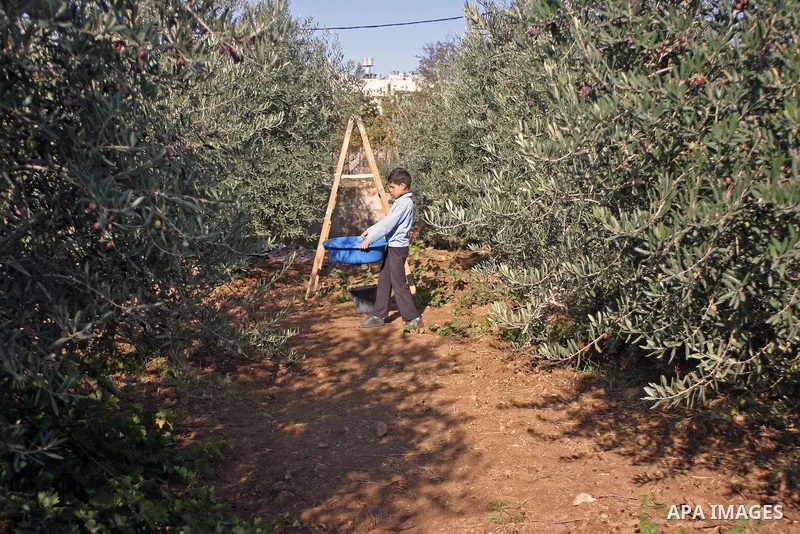 Palestinian students from Jawad school take part in harvest olives in the West Bank city of Hebron on November 15, 2012. As Palestinians have marked Nov. 15 as their Independence Day since 1988, when the Palestine Nation...