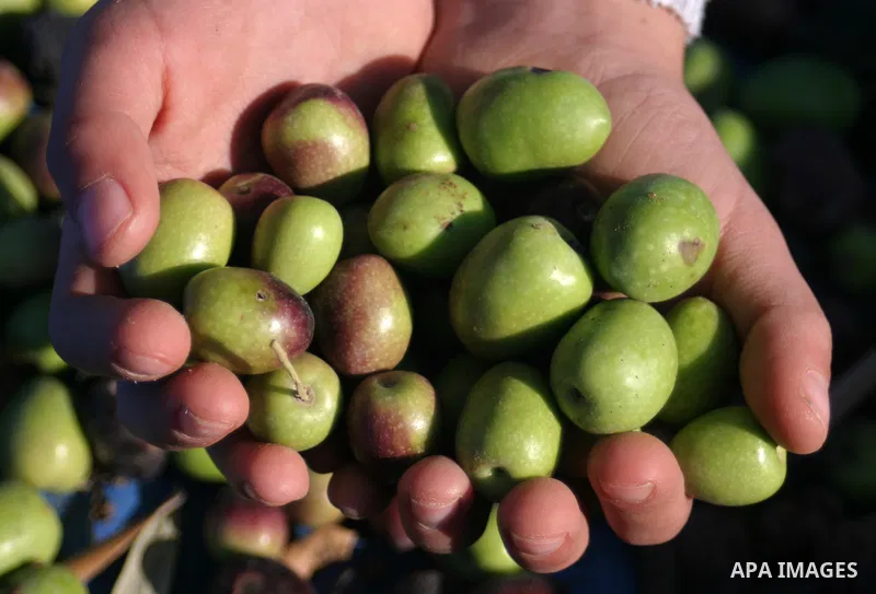 A Palestinian student from Jawad school carries olives during harvest olives in the West Bank city of Hebron on November 15, 2012. As Palestinians have marked Nov. 15 as their Independence Day since 1988, when the Palest...