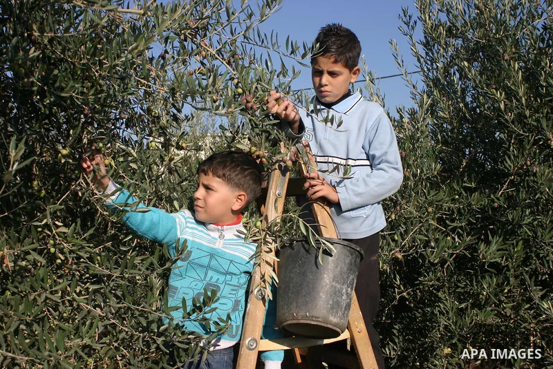 Palestinian students from Jawad school take part in harvest olives in the West Bank city of Hebron on November 15, 2012. As Palestinians have marked Nov. 15 as their Independence Day since 1988, when the Palestine Nation...