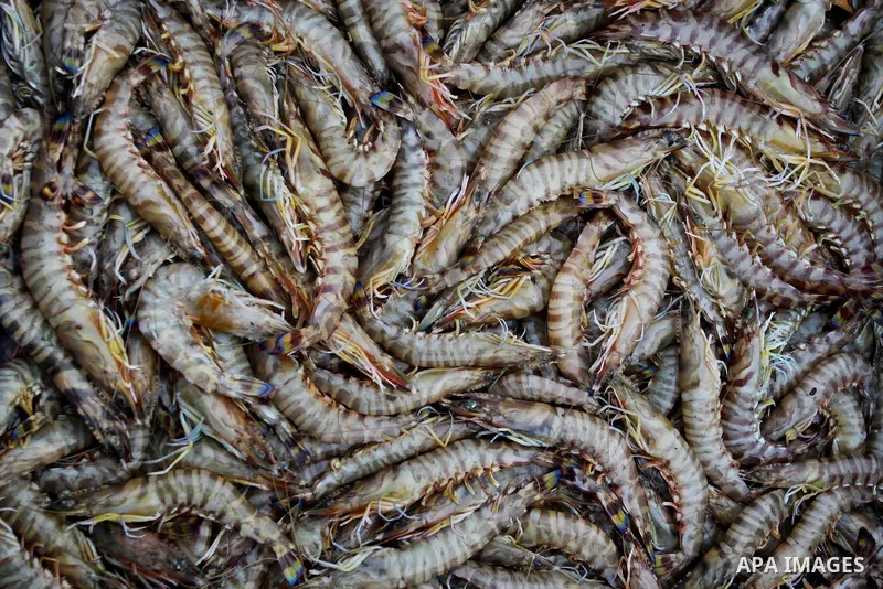 Palestinian men sell fish at a market in Gaza City November 27, 2012. Israel eased restrictions on Gaza fishermen on Saturday, further implementing truce brokered by Egypt after a week of fierce fighting, Palestinian off...
