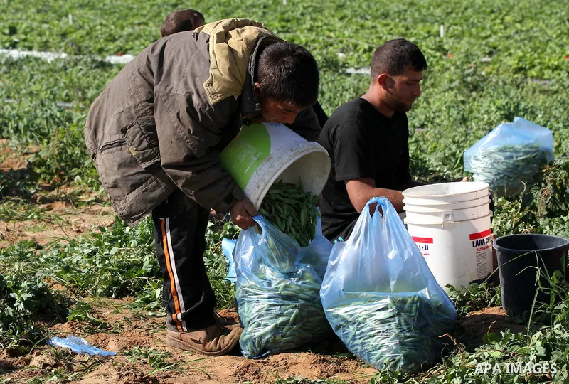 Palestinians harvest peas near the Gaza-Israel border in the north of Gaza strip on November 28, 2012. Israel and Hamas agreed to free movement of civilians in the border security zone (300-500 meters from the boundary o...