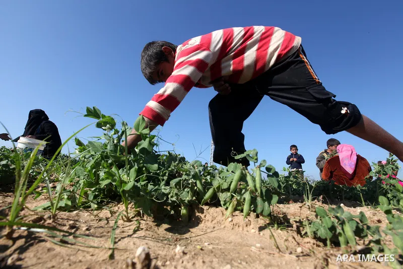 Palestinians harvest peas near the Gaza-Israel border in the north of Gaza strip on November 28, 2012. Israel and Hamas agreed to free movement of civilians in the border security zone (300-500 meters from the boundary o...