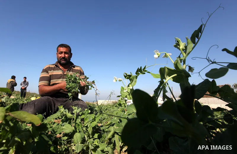 Palestinians harvest peas near the Gaza-Israel border in the north of Gaza strip on November 28, 2012. Israel and Hamas agreed to free movement of civilians in the border security zone (300-500 meters from the boundary o...