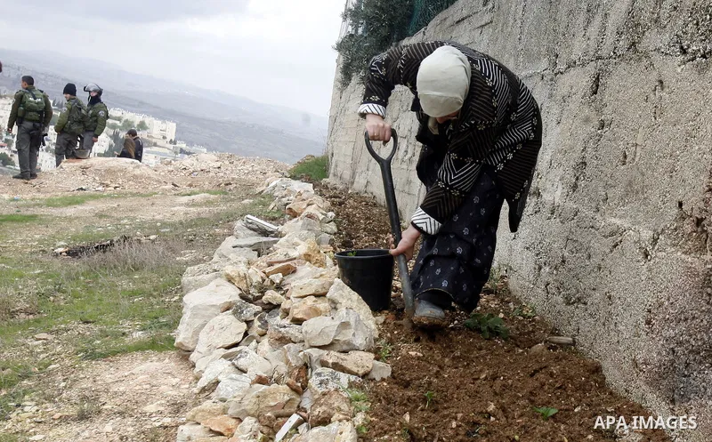A Palestinian woman digs land for plants as Israeli soldiers watch workers installing concrete walls during the construction of the Israeli separation barrier in the Palestinian neighborhood of Shuafat in East Jerusalem,...