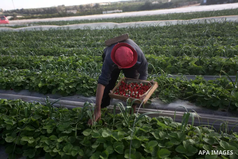 Palestinian farmers pick strawberries in the northern Gaza Strip town of Beit Lahia on Dec. 15, 2012. Israel granted special approval for the export of a small amount of Palestinian Strawberries and flowers from the Gaza...