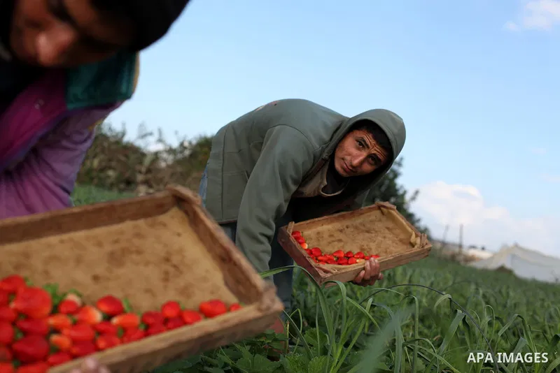 Palestinian farmers pick strawberries in the northern Gaza Strip town of Beit Lahia on Dec. 15, 2012. Israel granted special approval for the export of a small amount of Palestinian Strawberries and flowers from the Gaza...