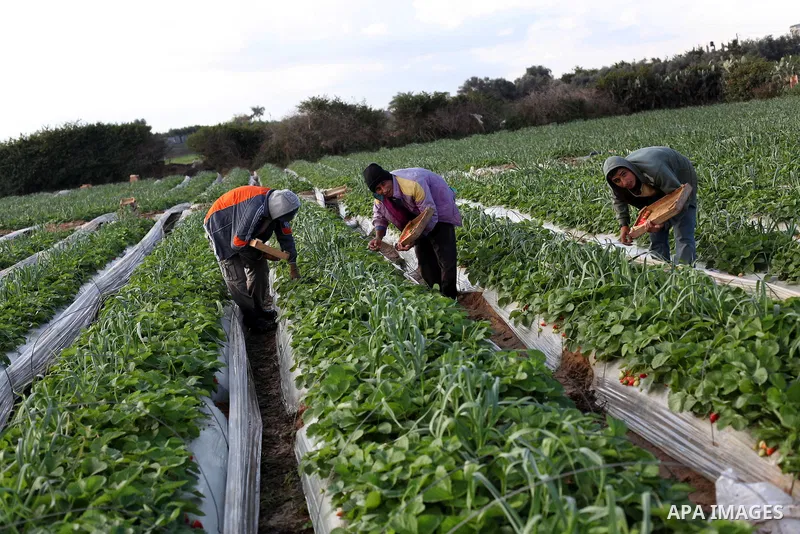 Palestinian farmers pick strawberries in the northern Gaza Strip town of Beit Lahia on Dec. 15, 2012. Israel granted special approval for the export of a small amount of Palestinian Strawberries and flowers from the Gaza...
