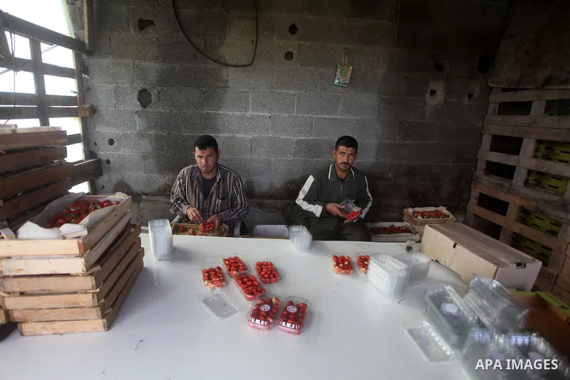Palestinian farmers pick strawberries in the northern Gaza Strip town of Beit Lahia on Dec. 15, 2012. Israel granted special approval for the export of a small amount of Palestinian Strawberries and flowers from the Gaza...