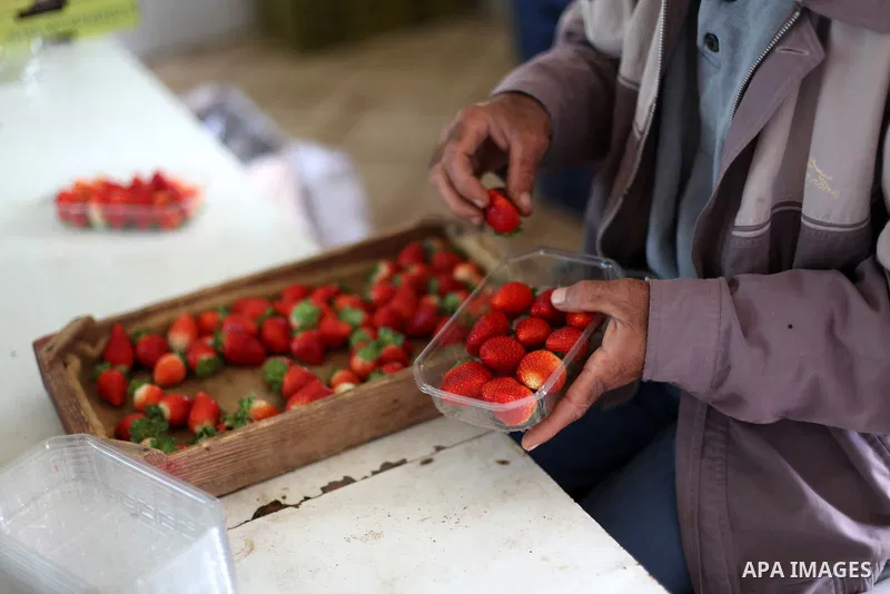 Palestinian farmers pick strawberries in the northern Gaza Strip town of Beit Lahia on Dec. 15, 2012. Israel granted special approval for the export of a small amount of Palestinian Strawberries and flowers from the Gaza...