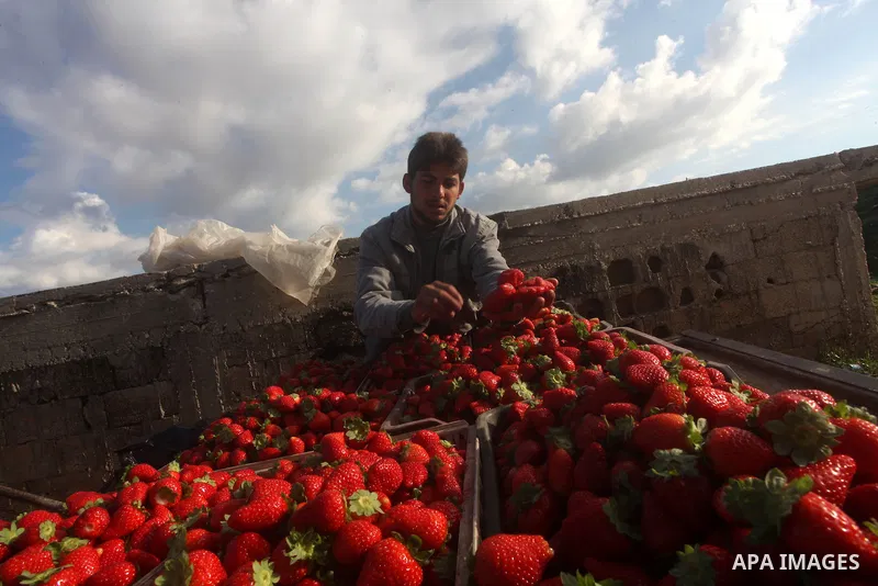 Palestinian farmers pick strawberries in the northern Gaza Strip town of Beit Lahia on Dec. 15, 2012. Israel granted special approval for the export of a small amount of Palestinian Strawberries and flowers from the Gaza...