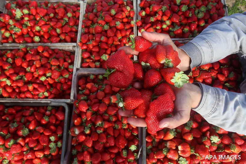 Palestinian farmers pick strawberries in the northern Gaza Strip town of Beit Lahia on Dec. 15, 2012. Israel granted special approval for the export of a small amount of Palestinian Strawberries and flowers from the Gaza...