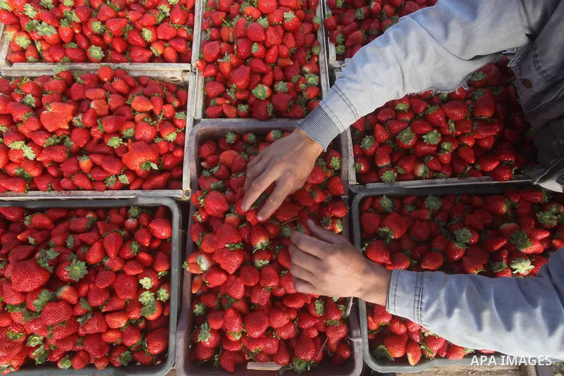 Palestinian farmers pick strawberries in the northern Gaza Strip town of Beit Lahia on Dec. 15, 2012. Israel granted special approval for the export of a small amount of Palestinian Strawberries and flowers from the Gaza...