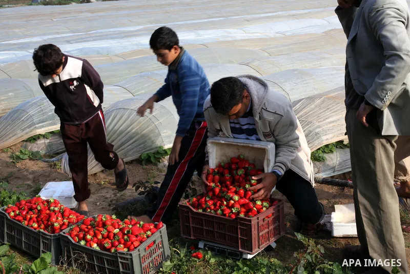 Palestinian farmers pick strawberries in the northern Gaza Strip town of Beit Lahia on Dec. 15, 2012. Israel granted special approval for the export of a small amount of Palestinian Strawberries and flowers from the Gaza...