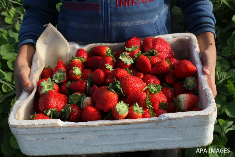 Palestinian farmers pick strawberries in the northern Gaza Strip town of Beit Lahia on Dec. 15, 2012. Israel granted special approval for the export of a small amount of Palestinian Strawberries and flowers from the Gaza...