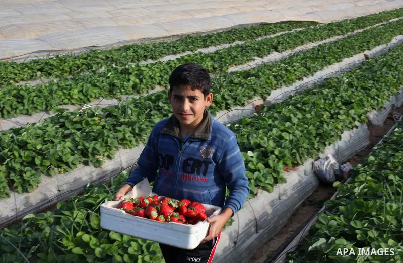 Palestinian farmers pick strawberries in the northern Gaza Strip town of Beit Lahia on Dec. 15, 2012. Israel granted special approval for the export of a small amount of Palestinian Strawberries and flowers from the Gaza...
