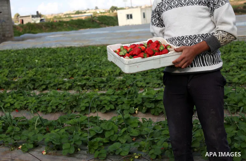 Palestinian farmers pick strawberries in the northern Gaza Strip town of Beit Lahia on Dec. 15, 2012. Israel granted special approval for the export of a small amount of Palestinian Strawberries and flowers from the Gaza...