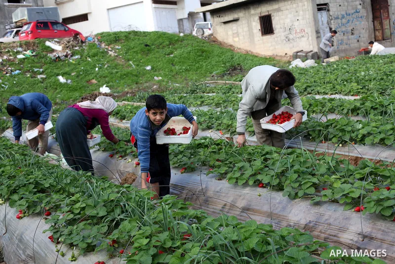 Palestinian farmers pick strawberries in the northern Gaza Strip town of Beit Lahia on Dec. 15, 2012. Israel granted special approval for the export of a small amount of Palestinian Strawberries and flowers from the Gaza...