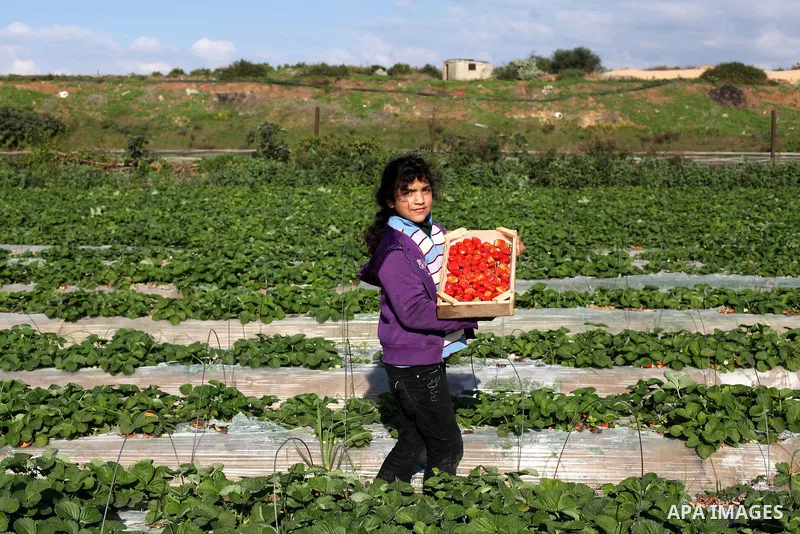 Palestinian farmers pick strawberries in the northern Gaza Strip town of Beit Lahia on Dec. 15, 2012. Israel granted special approval for the export of a small amount of Palestinian Strawberries and flowers from the Gaza...