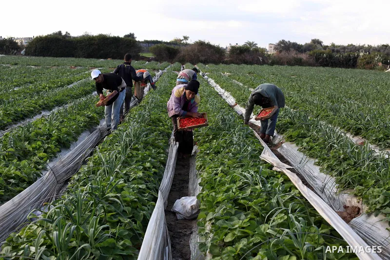 Palestinian farmers pick strawberries in the northern Gaza Strip town of Beit Lahia on Dec. 15, 2012. Israel granted special approval for the export of a small amount of Palestinian Strawberries and flowers from the Gaza...