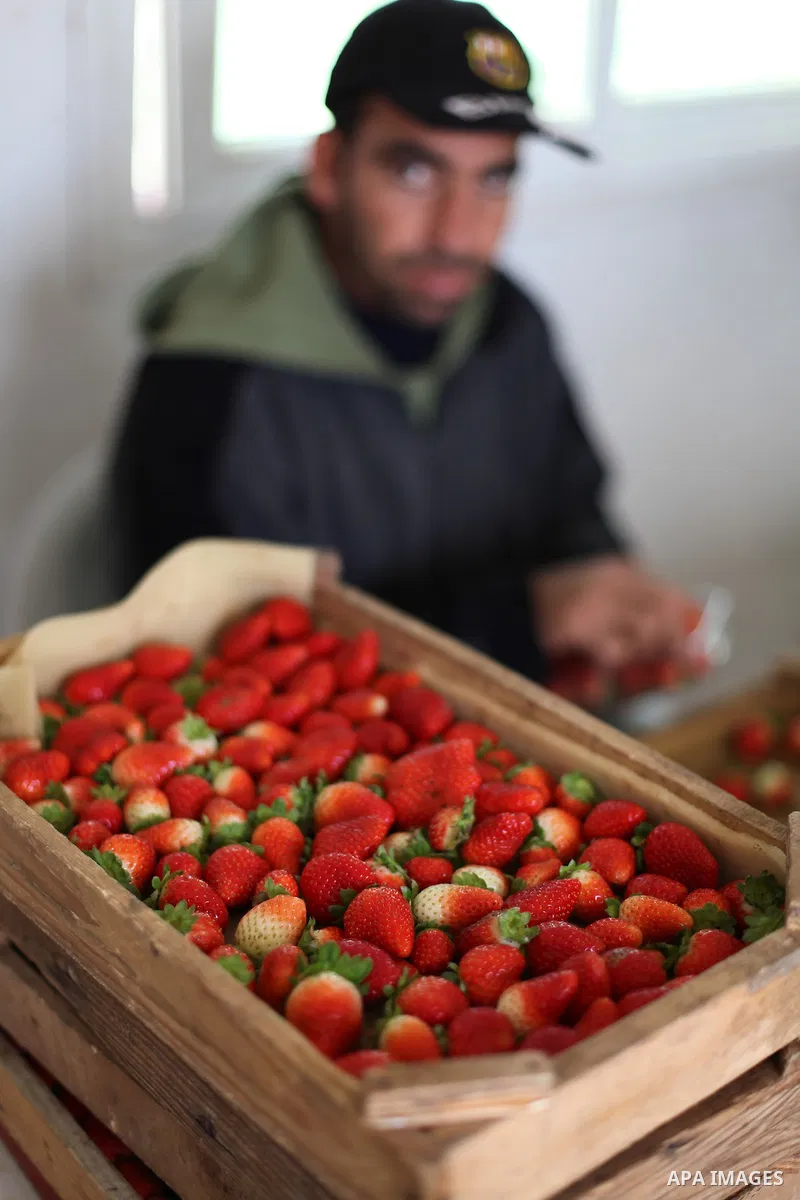 Palestinian farmers pick strawberries in the northern Gaza Strip town of Beit Lahia on Dec. 15, 2012. Israel granted special approval for the export of a small amount of Palestinian Strawberries and flowers from the Gaza...