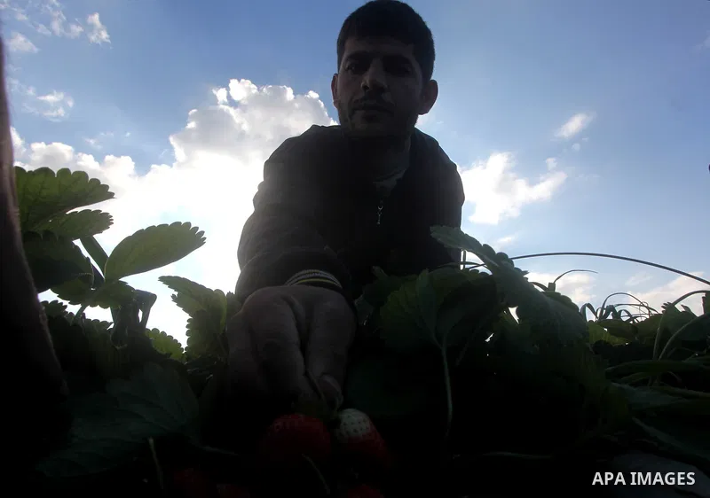 Palestinian farmers pick strawberries in the northern Gaza Strip town of Beit Lahia on Dec. 15, 2012. Israel granted special approval for the export of a small amount of Palestinian Strawberries and flowers from the Gaza...