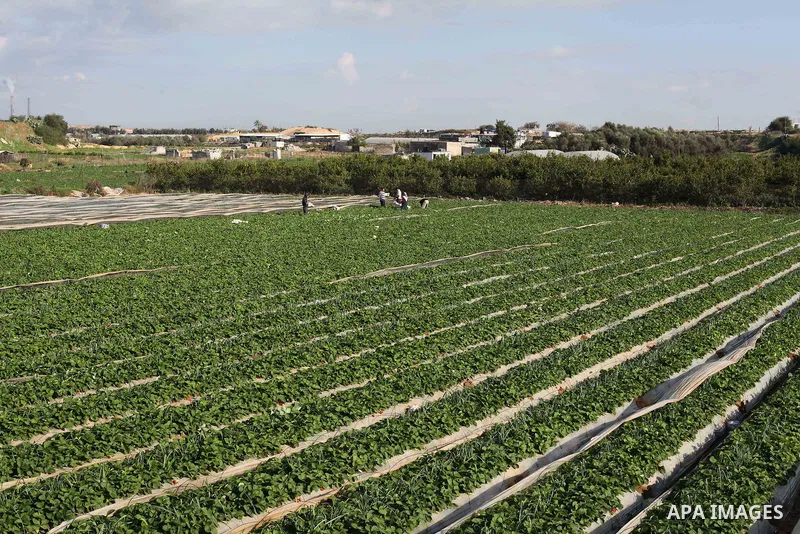 Palestinian farmers pick strawberries in the northern Gaza Strip town of Beit Lahia on Dec. 15, 2012. Israel granted special approval for the export of a small amount of Palestinian Strawberries and flowers from the Gaza...