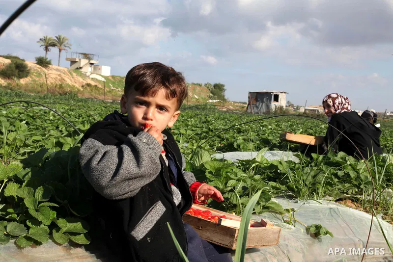 Palestinian farmers pick strawberries in the northern Gaza Strip town of Beit Lahia on Dec. 15, 2012. Israel granted special approval for the export of a small amount of Palestinian Strawberries and flowers from the Gaza...
