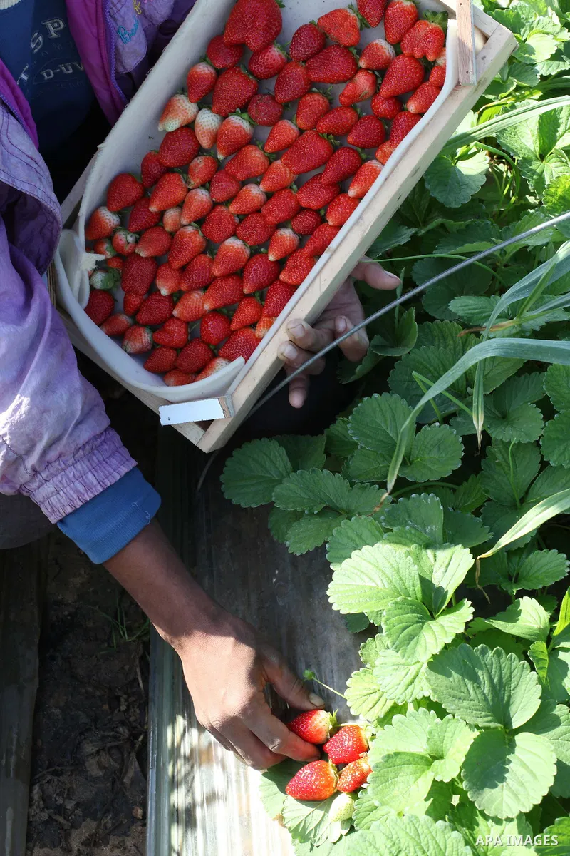 Palestinian farmers pick strawberries in the northern Gaza Strip town of Beit Lahia on Dec. 15, 2012. Israel granted special approval for the export of a small amount of Palestinian Strawberries and flowers from the Gaza...