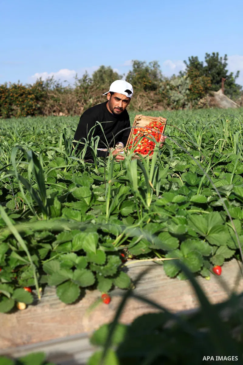 Palestinian farmers pick strawberries in the northern Gaza Strip town of Beit Lahia on Dec. 15, 2012. Israel granted special approval for the export of a small amount of Palestinian Strawberries and flowers from the Gaza...